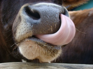 Tongue of Cow